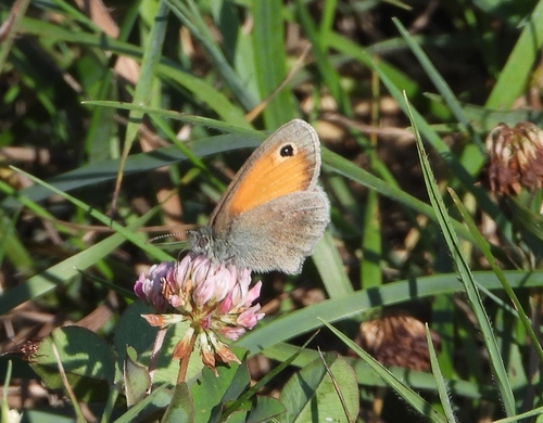 Small Heath