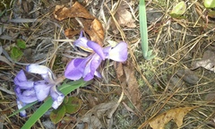 Iris verna