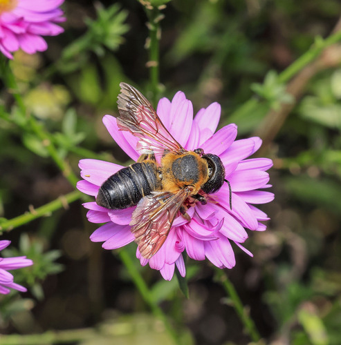 Sculptured Resin Bee