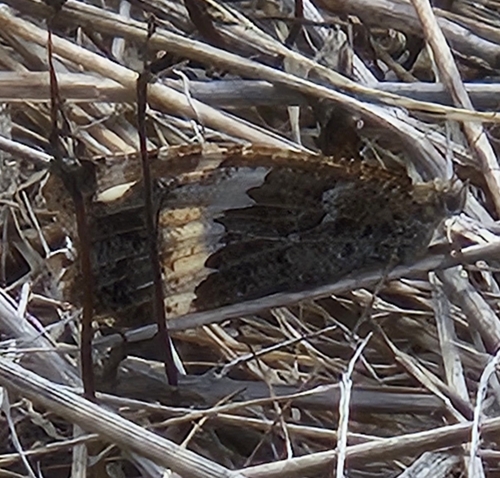 Great Banded Grayling