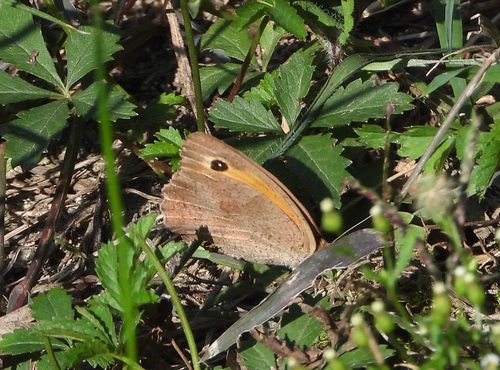Meadow Brown