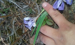 Iris verna