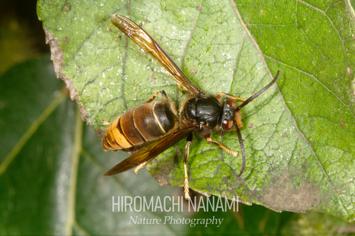Yellow-legged Hornet