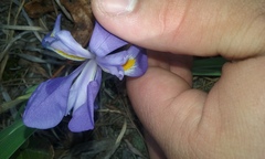 Iris verna