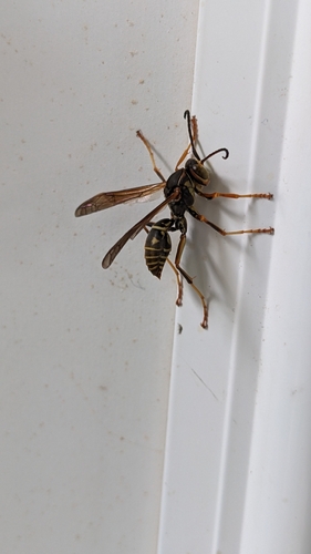 Northern Paper Wasp