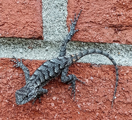 Eastern Fence Lizard