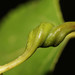 Poplar Leaf-stem Gall Aphids - Photo (c) mgreilhuber, some rights reserved (CC BY-NC), uploaded by mgreilhuber