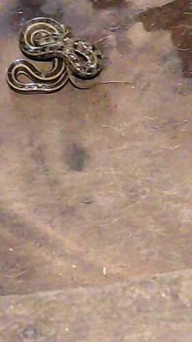 Buff Striped Keelback