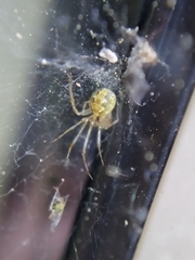 Theridion varians