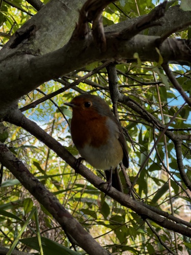 European Robin