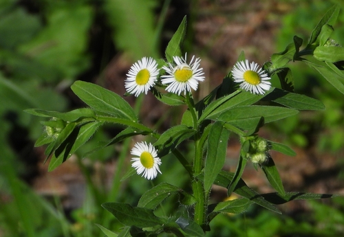 annual fleabane