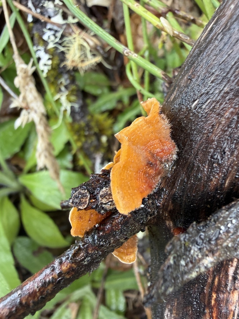 hairy curtain crust · September 2026 · photo: Photo: no rights reserved · iNaturalist