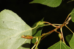 Pemphigus protospirae