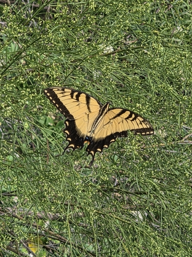Eastern Tiger Swallowtail