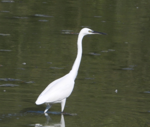 Little Egret
