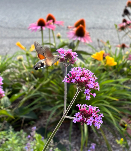Eurasian Hummingbird Hawkmoth
