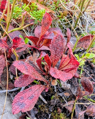 alpine bearberry