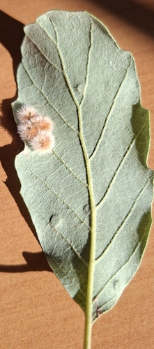 Cerroneuroterus lanuginosus