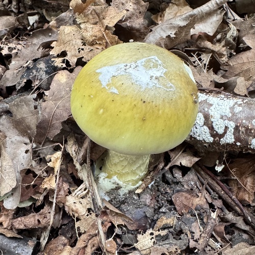 Deathcap