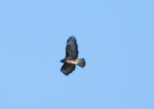 Common Buzzard