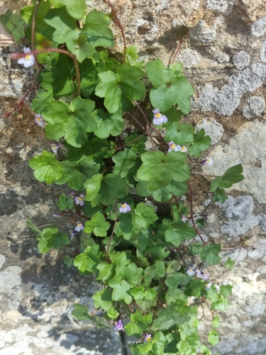 Ivy-leaved toadflax