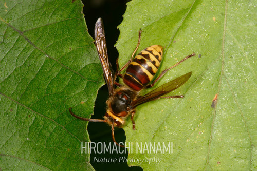 European Hornet