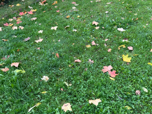 Norway maple