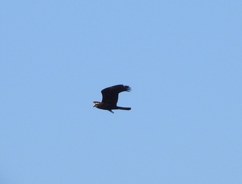 Western Marsh Harrier