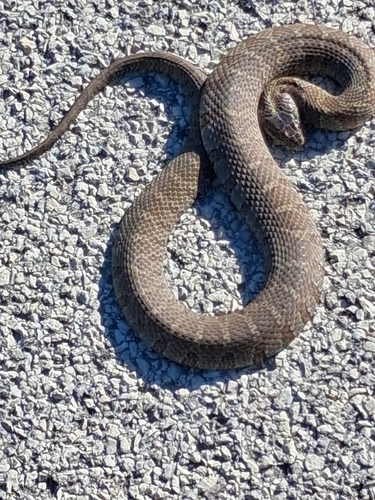 Common Watersnake