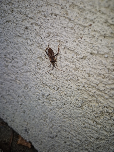 Western Conifer Seed Bug