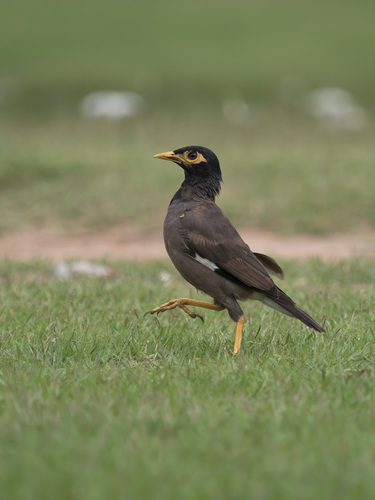 Common Myna