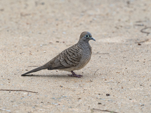 Zebra Dove