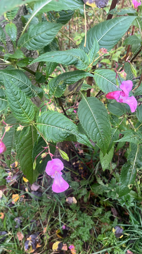 Himalayan balsam