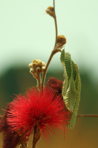 Calliandra dysantha