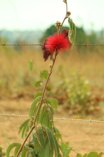Calliandra dysantha, photograph 2