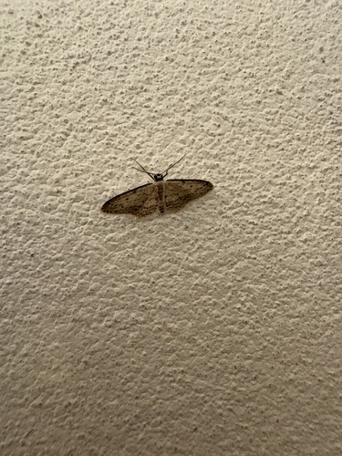 Small Dusty Wave