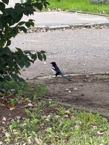 Eurasian Magpie