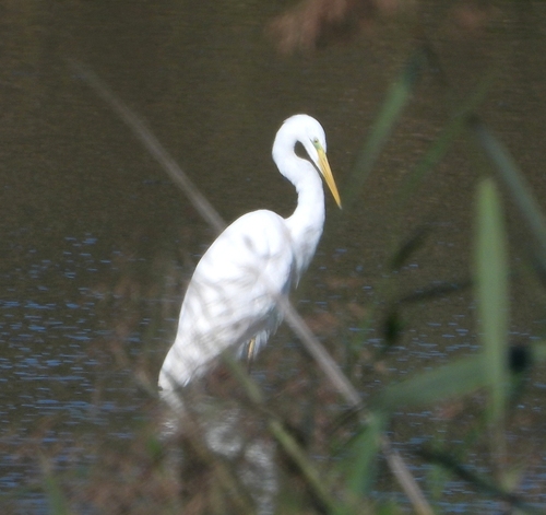 Great Egret