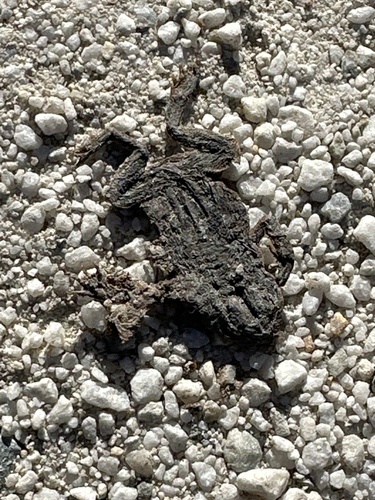 European Toad