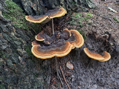European Dyer's Polypore
