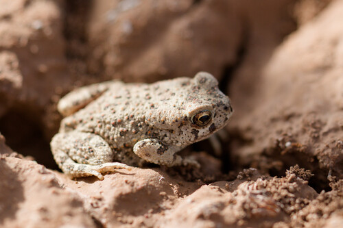 Mauritanian Toad