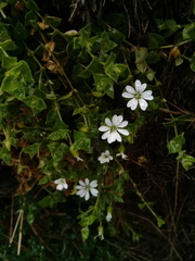 Stellaria recurvata