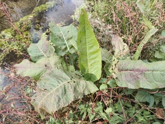 Rumex aquaticus