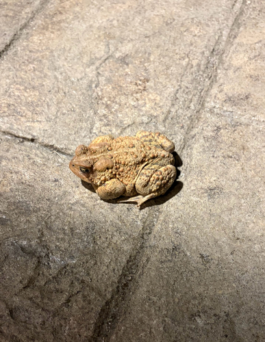 American Toad