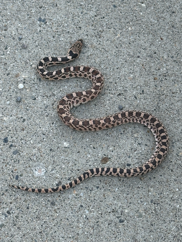 Gopher Snake