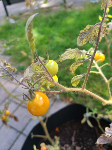 tomato