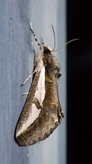Euscirrhopterus poeyi