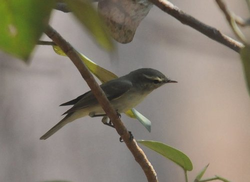 Greenish Warbler, photo 5 of 10