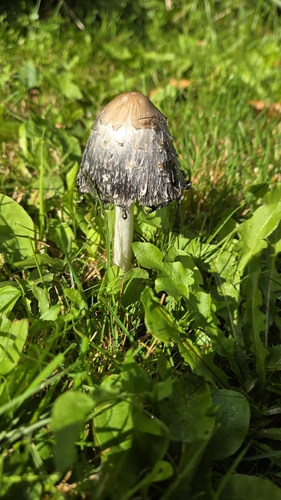 Shaggy Mane