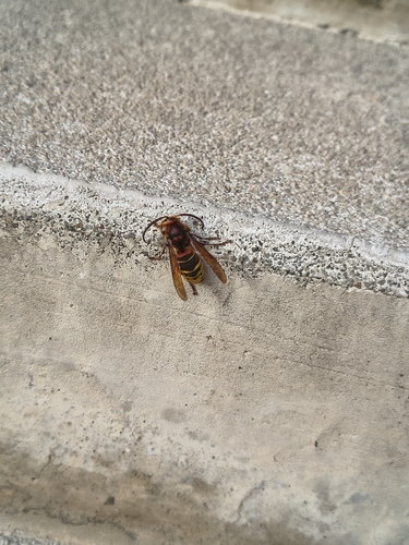 European Hornet